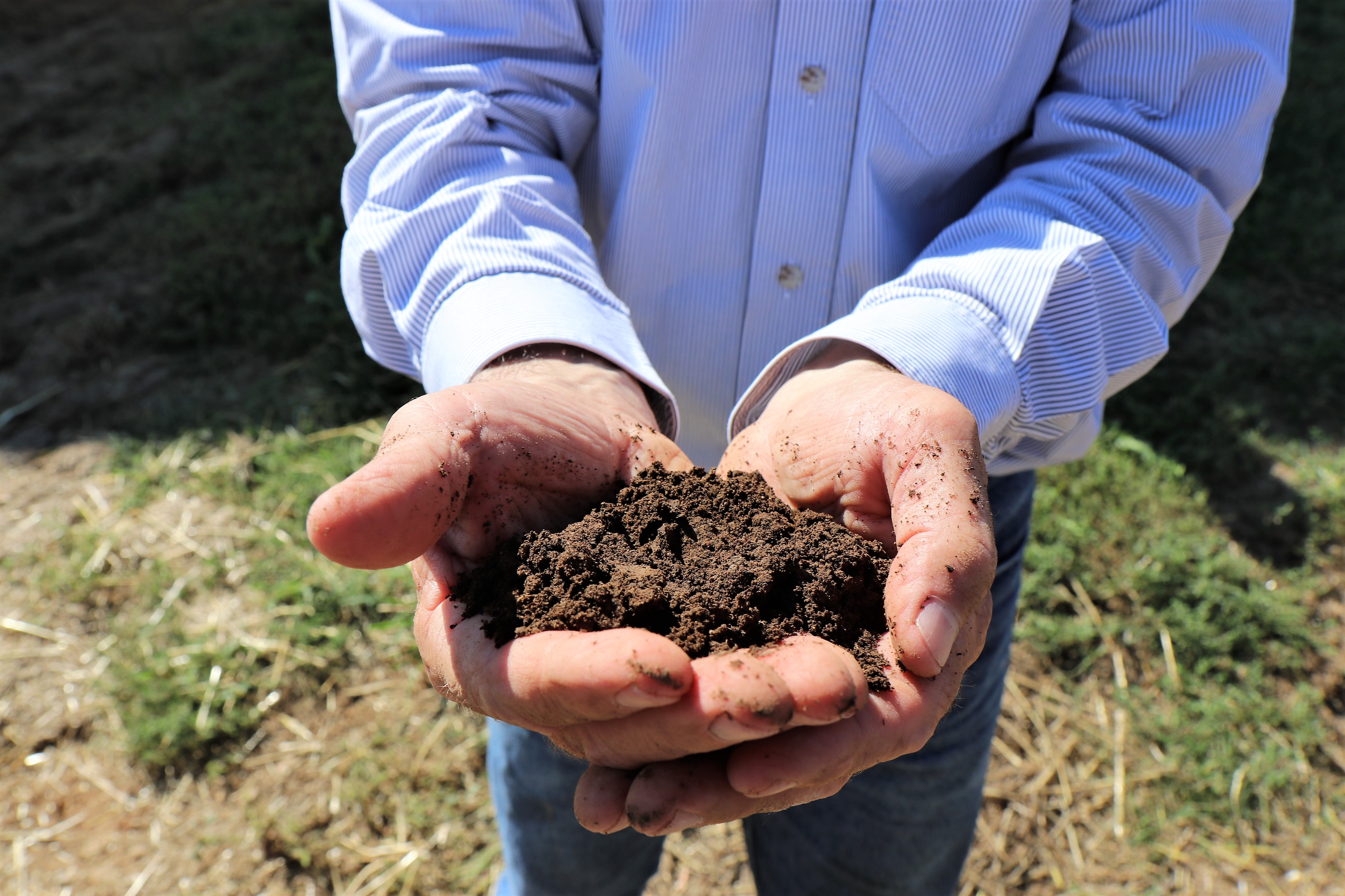 Compost made with pig manure.