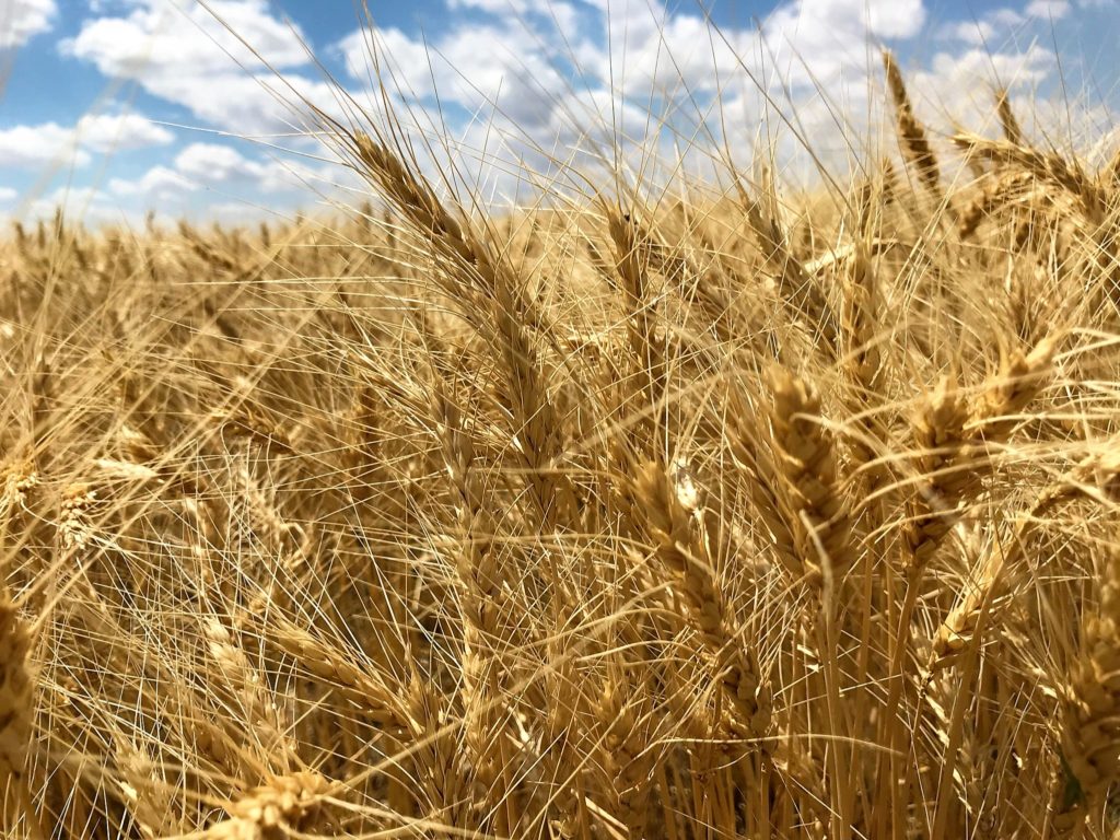 Kansas-Wheat-_Kansas-Whole-Wheat-Bread