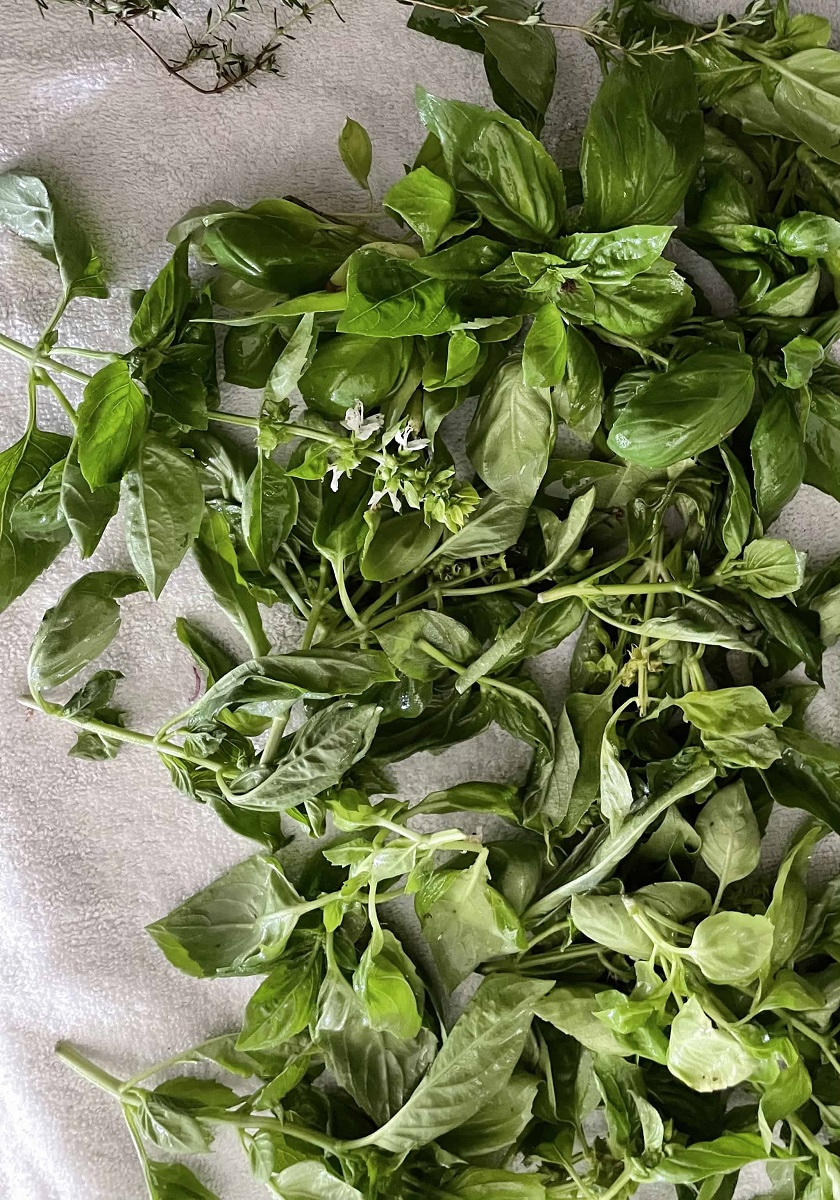 Easy-Basil-Pesto_Fresh-Basil