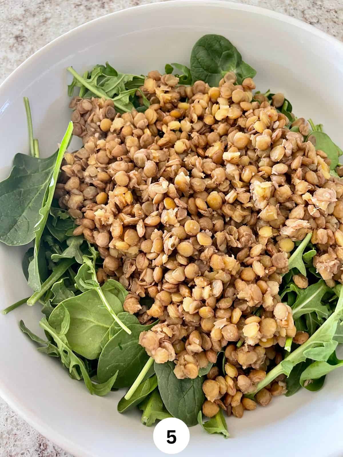 Cooked brown lentils on a bed pf greens in a white ceramic salad bowl.